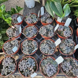Haworthia Cooperi Purple - Unique Translucent Succulent 2in Pots
