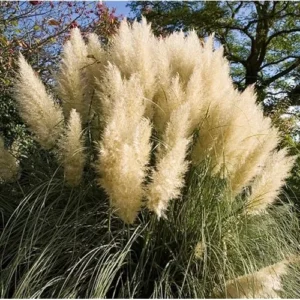 Live White Pampas Grass Plants - Tall Snow Pampas Grasses, Ready to Grow, 4 Inch Pot