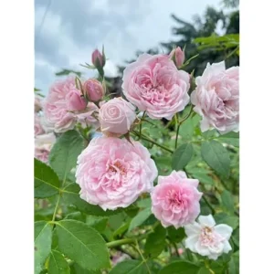 Light Pink Climbing Rose Plant - 1 to 2 Feet Tall - Perennial Shrub