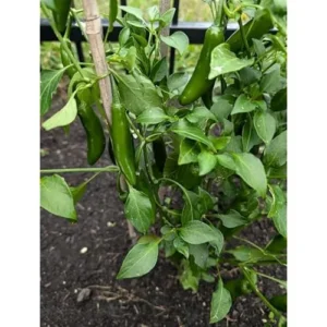 4 Live Serrano Pepper Plants, Red Serrano Chili Hot Pepper, 4-6 inches Tall, Ready to Grow