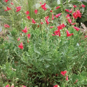 Rock Penstemon 1 Gallon Live Plant – Cherry-Red Flowers, Hummingbird Attracting, Deer Resistant