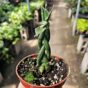 Fernwood Snake Plant - Air Purifying - 4in Pot - Low Light and Easy Care