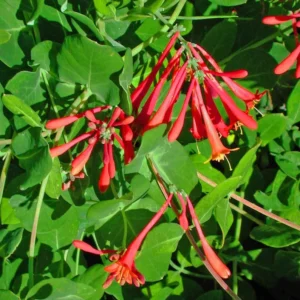 Coral Honeysuckle Live Plant 1 Gallon - Red Flowering Climbing Vine