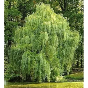 3 Green Weeping Willow Trees - Outdoor Bare Root Plants 3 to 4 Ft Tall