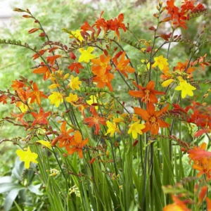 Mixed Crocosmia Bulbs - 20 Pack Spring Summer Flowers - Multicolor Montbretia Corns