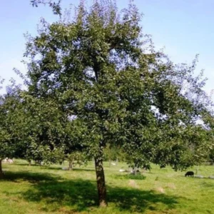 2 Ayers Sugar Pear Tree 2-3 Feet Sweet Yellow Fruit Live Tree