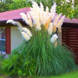 Live White Pampas Grass Plants - Tall Snow Pampas Grasses, Ready to Grow, 4 Inch Pot