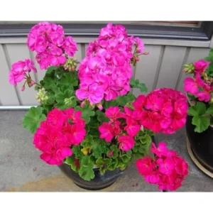 2 Live Geranium Plants - Fuchsia Blue - 4-6 Inch - Hardy & Fragrant