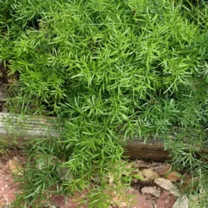 Fern, Sprengeri Live 1 Gallon Plant – Green Groundcover for Shade, Hanging Basket