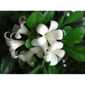 Live Orange Jasmine Plant - 6 Inch Pot - Fragrant White Blooms - Murraya Paniculata
