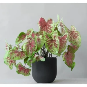 2 Raspberry Caladium Bulbs - Vibrant Shade-Loving Foliage for Gardens