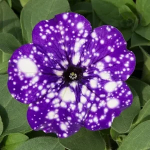 4 Night Sky Petunia Live Plants - Purple Petunias - Dwarf Flowering Plants