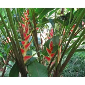 Large Heliconia Wagneriana Live Plants - 4-8 Inch Red Rhizomes