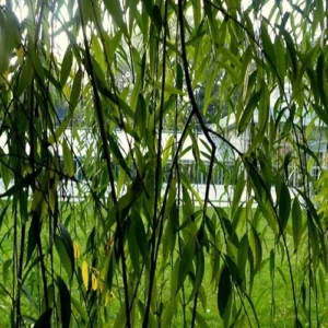 3 Green Weeping Willow Trees - Outdoor Bare Root Plants 3 to 4 Ft Tall