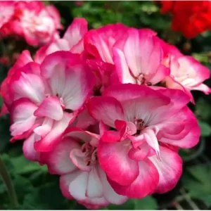 Live Geranium Plant - 4-6 Inches - Hardy & Fragrant - Strawberry Variety