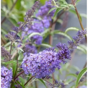 Blue Butterfly Bush Live Plant 4-6