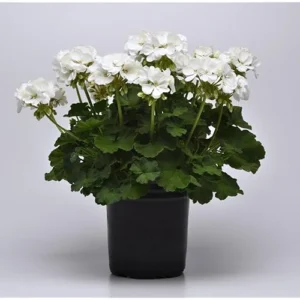 White Geranium Plants - Live Set of 2, 4-6 Inches, Hardy & Fragrant