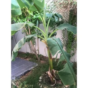 Gran Nain Banana Plant - Cold Hardy Live Banana Tree, 2 Feet Tall