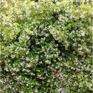 Star Jasmine Plant - 3 to 4 Feet Tall - White Climbing Vine for Garden