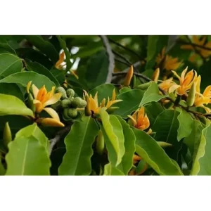 Gold Champaca Live Plant - Magnolia Champaca Yellow Flowers - 1 to 2 Feet Tall