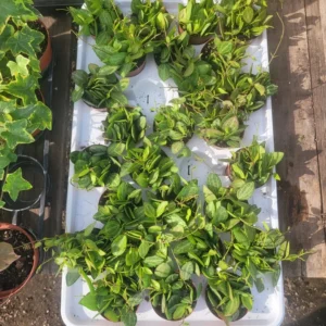 Dischidia Ovata Watermelon - Vining Plant - 3in Pot - Unique Foliage