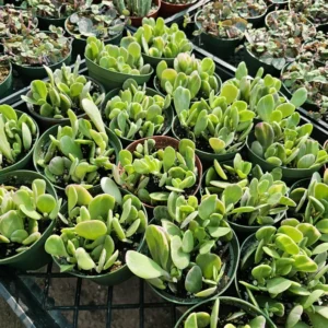 Trailing Jade Succulent - Weeping Jade - 2in Pot - Easy Care