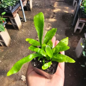 Staghorn Fern Plant - 2in Pot - Lush and Air-Purifying Houseplant