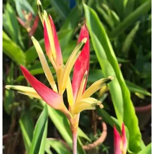 4 Heliconia Psittacorum Live Plants - 4 to 8 Inch - Red Yellow Rhizomes