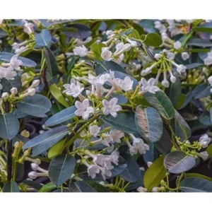 Madagascar Jasmine Plant - 1 to 2 Feet Tall, White Flowers, Gallon Pot