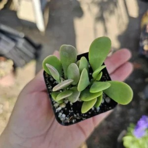 Trailing Jade Succulent - Weeping Jade - 2in Pot - Easy Care
