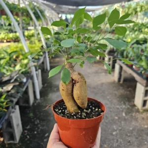 Ficus Ginseng Bonsai - 4in Pot - Ficus Microcarpa Ginseng Indoor Plant