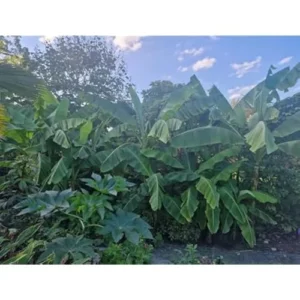 Live Basjoo Banana Plant - Cold Hardy, 2-3 Feet Tall, Fast-Growing
