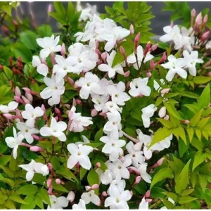 Pink Jasmine Plant - Jasmine Vine - 3 to 4 Feet Tall - 3 Gallon Pot - Fragrant