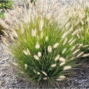 2 Live White Fountain Grass Plants, Perennial Ornamental Grasses, Ready to Grow