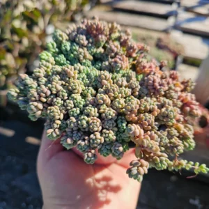Sedum dasyphyllum - 2in Pot - Drought-Tolerant Hardy Succulent