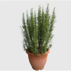 Live Upright Rosemary Plants - 4-6" Tall | Hardy Perennial Herb