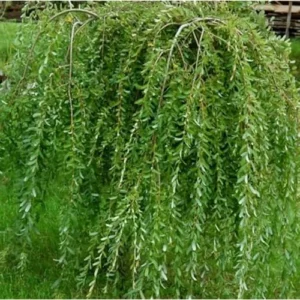3 Green Weeping Willow Trees - 1 to 2 Ft Bare Root - Hardy Outdoor Plants