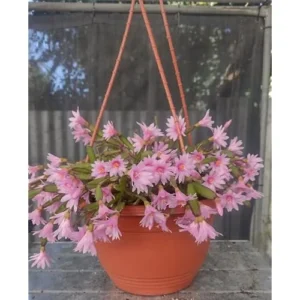 Pink Easter Cactus Plant Live - 5 to 9 Inch Succulent in 4 Inch Pot