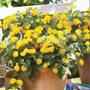 Live Yellow Lantana Plant - 4 to 6 Inch | Vibrant Summer Shrub
