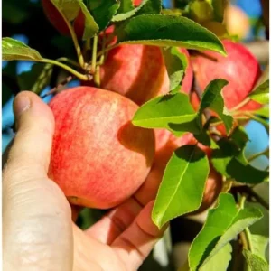 Gala Apple Tree – 2 to 3 Feet – Red Apples – Bare Root – Hardy and Fast Growing