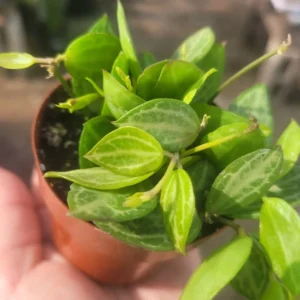 Dischidia Ovata Watermelon - Vining Plant - 3in Pot - Unique Foliage