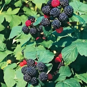 2 Live Black Raspberry Plants 2 Feet Tall Sweet Berries Fast Growing FREE Shipping