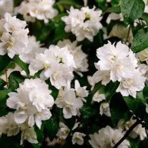 Minesota Snowflake Mook Orange Shrubs, 12-18 Inch Tall, Fragrant White Blooms