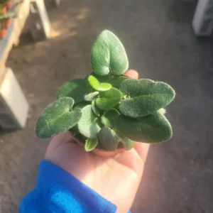 Heart Leaf Fern in 4 Inch Pot - Low-Maintenance Indoor Plant