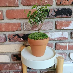 Miniature Ficus Bonsai Tree - 4in Pot - Lush Moss Base - Terracotta Pot