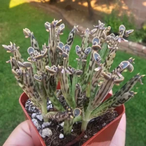 Kalanchoe tubiflora Succulent - Mother of Millions - 2in Pot - Rare Easy-Care Plant