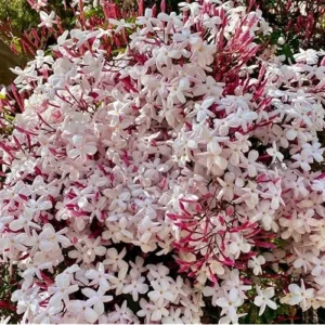 Pink Jasmine Plant - Jasmine Vine - 3 to 4 Feet Tall - 3 Gallon Pot - Fragrant