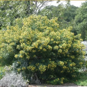 Common Tree Senna 1 Gallon Live Plant – Yellow Flowers, Heat Tolerant, Shrub