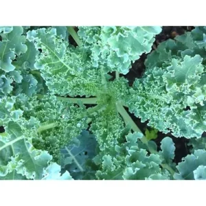 3 Dwarf Blue Curled Kale Plants - 4-Inch Pot - Live Vegetable Plants