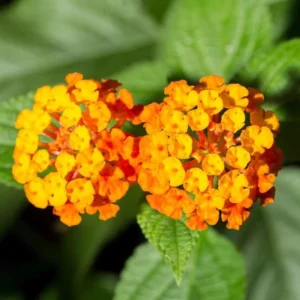 Texas Lantana Live 1 Gallon Plant - Vibrant Flowers, Deer-Resistant, Butterfly Attracting